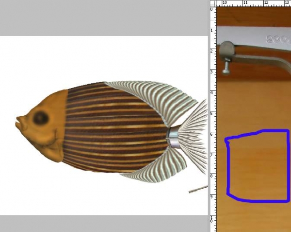 Creation of Fish: Step 5